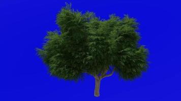 árbol animación lazo - neem árbol, nimtree, indio lila - azadirachta Indica - verde pantalla croma llave - grande 1a - verano primavera video