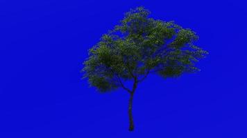 Tree Animation - norway maple - acer platanoides - green screen chroma key - medium 2c - summer spring video