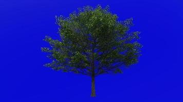 arbre animation - Norvège érable - Acer platanoides - vert écran chrominance clé - grand 1a - été printemps video