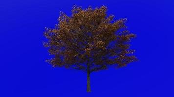 Tree Animation - norway maple - acer platanoides - green screen chroma key - large 1b - autumn fall video