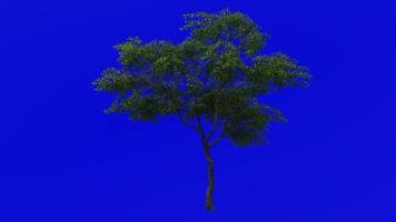 Tree Animation - norway maple - acer platanoides - green screen chroma key - medium 2b - summer spring video