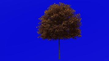 Tree Animation - norway maple - acer platanoides - green screen chroma key - small 3a - autumn fall video