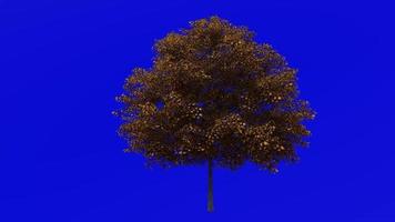 Tree Animation - norway maple - acer platanoides - green screen chroma key - small 2a - autumn fall video