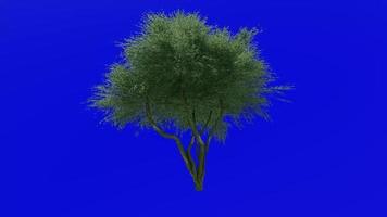 arbre animation boucle - paloverde - parkinsonia Floride - vert écran chrominance clé - 1b video