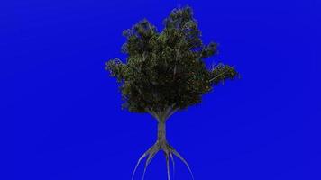 arbre fruit animation - pêche arbre - prunus persica - vert écran chrominance clé - fruit 1b video
