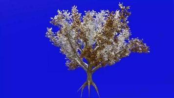 träd frukt animering - pistasch, nöt träd - pistacia vera - grön skärm krom nyckel - 1b - vinter- snö video