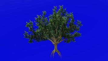 arbre fruit animation - pistache, écrou arbre - pistache Vera - vert écran chrominance clé - 1a - été printemps video