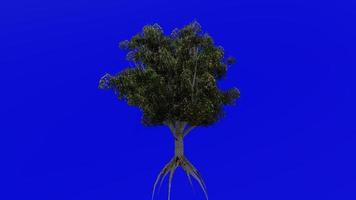 árvore fruta animação - pêssego árvore - prunus Persica - verde tela croma chave - fruta 1c video