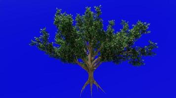 árvore fruta animação - pistache, noz árvore - pistacia vera - verde tela croma chave - 1b - verão Primavera video