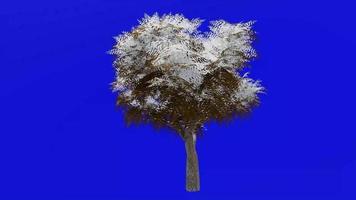 Tree animation loop - neem tree, nimtree, indian lilac - azadirachta indica - green screen chroma key - small 1d - winter snow video