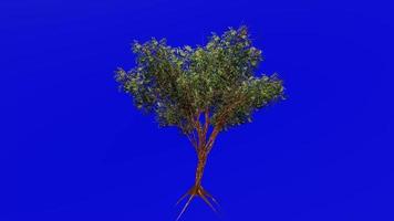 árvore animação - verruma árvore, prata verruma, prata coberto verruma - eucalipto campaspe - verde tela croma chave - Primavera 1a video
