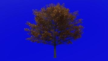 Tree Animation - norway maple - acer platanoides - green screen chroma key - large 1a - autumn fall video