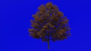 Tree Animation - norway maple - acer platanoides - green screen chroma key - big 2a - autumn fall video