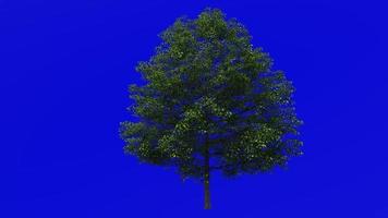 Tree Animation - norway maple - acer platanoides - green screen chroma key - big 2a - summer spring video