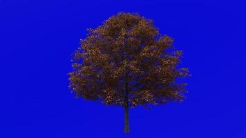 Tree Animation - norway maple - acer platanoides - green screen chroma key - big 1a - autumn fall video