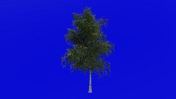 Tree animation loop - grey birch, gray birch - betula populifolia - green screen chroma key - large - 1a - summer spring video