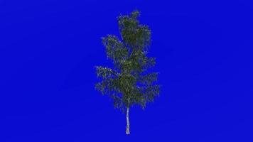 Tree animation loop - grey birch, gray birch - betula populifolia - green screen chroma key - small - 1a - summer spring video