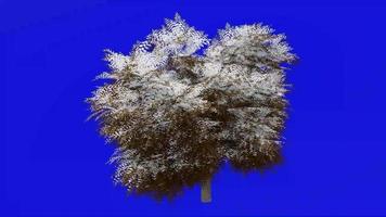 árvore animação ciclo - neem árvore, nimtree, indiano lilás - azadirachta indica - verde tela croma chave - grande 1c - inverno neve video