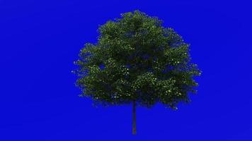 Tree Animation - norway maple - acer platanoides - green screen chroma key - small 2a - summer spring video