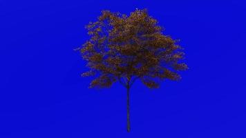 Tree Animation - norway maple - acer platanoides - green screen chroma key - small 1a - autumn fall video