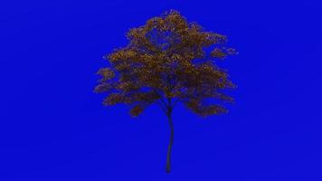 Tree Animation - norway maple - acer platanoides - green screen chroma key - small 1c - autumn fall video