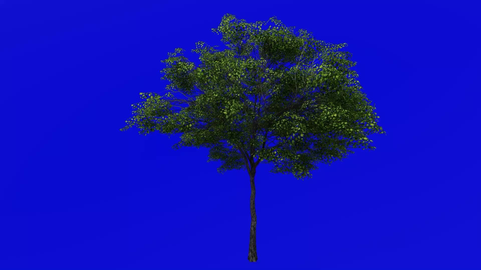 Tree Animation - norway maple - acer platanoides - green screen chroma ...