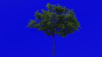 Tree Animation - norway maple - acer platanoides - green screen chroma key - medium 3a - summer spring video