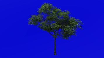Tree Animation - norway maple - acer platanoides - green screen chroma key - medium 2a - summer spring video
