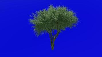 Tree animation loop - paloverde - parkinsonia florida - green screen chroma key - 1c video