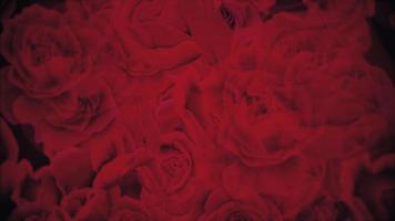 Elegant red roses background animation. This romantic floral motion background is full HD and a seamless loop. video