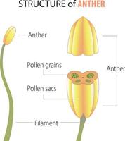 structure of anther infographic vector