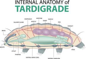 interno anatomía de tardígrado vector