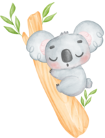 Cute Fuzzy-Eared innocence baby Koala on a tree branch watercolour Illustration png