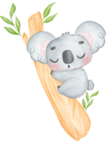 schattig pluizige oren onschuld baby koala Aan een boom Afdeling waterverf illustratie png