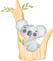 Cute Fuzzy-Eared innocence baby Koala on a tree branch watercolour Illustration png