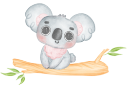 fofa orelhas peludas inocência bebê coala em uma árvore ramo aguarela ilustração png