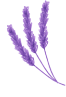 watercolour purple lavender flower hand painting illustration png