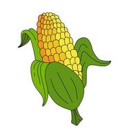 Corn doodle Vector color illustration isolated on white background