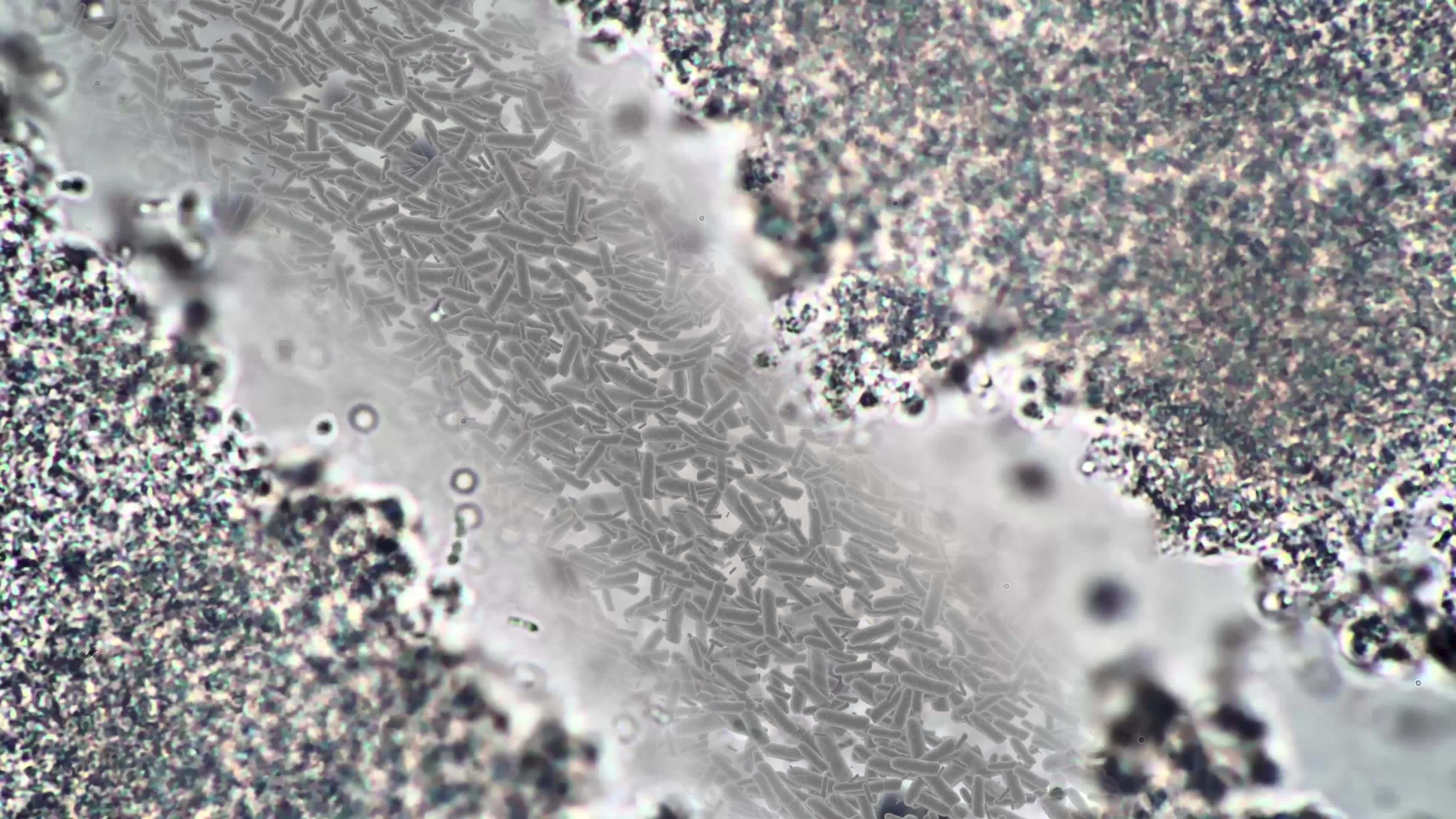 Footage taken with a microscope. Big zoom magnification. Biology tissue