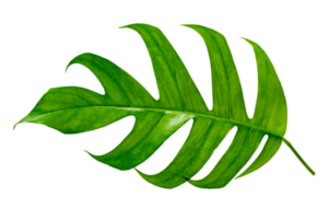 Monstera leaves leaves with Isolate  Leaves on transparent background PNG file