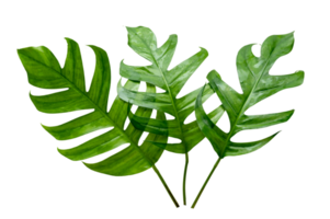 monstera laisse des feuilles avec des feuilles isolées sur un fichier png de fond transparent