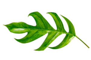 Monstera leaves leaves with Isolate  Leaves on transparent background PNG file