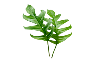 Monstera leaves leaves with Isolate  Leaves on transparent background PNG file