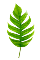 monstera laisse des feuilles avec des feuilles isolées sur un fichier png de fond transparent