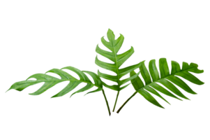 Monstera leaves leaves with Isolate  Leaves on transparent background PNG file