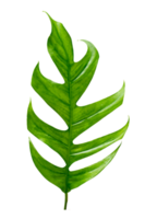 Monstera leaves leaves with Isolate  Leaves on transparent background PNG file