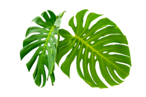 Monstera leaves leaves with Isolate  Leaves on transparent background PNG file