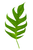 Monstera leaves leaves with Isolate  Leaves on transparent background PNG file