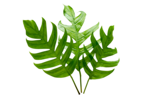 Monstera leaves leaves with Isolate  Leaves on transparent background PNG file