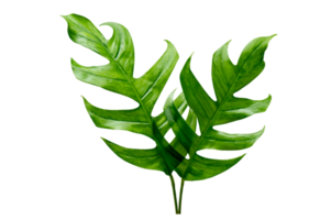 monstera laisse des feuilles avec des feuilles isolées sur un fichier png de fond transparent